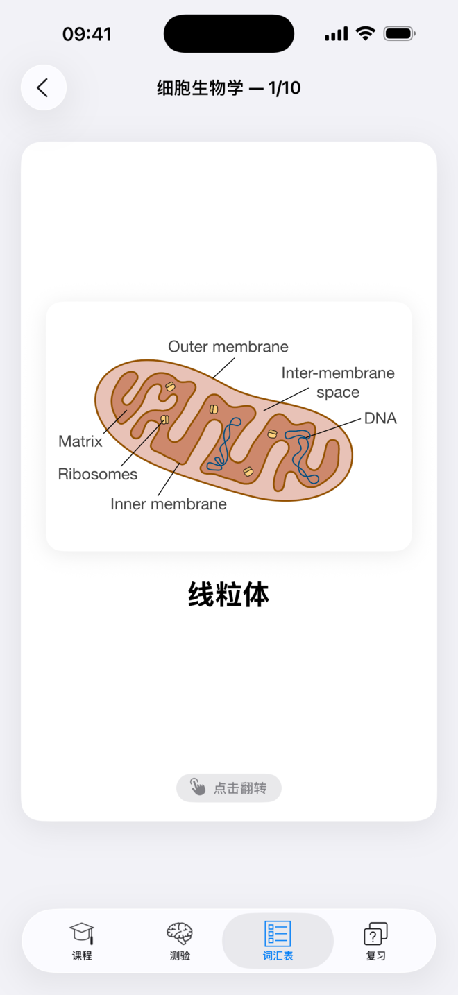 Codon One 中的闪卡